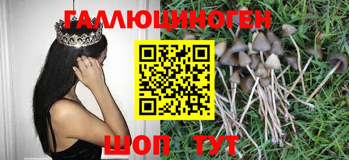 Псилоцибиновые грибы Psilocybine cubensis Кирово-Чепецк